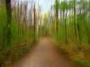 Waldweg